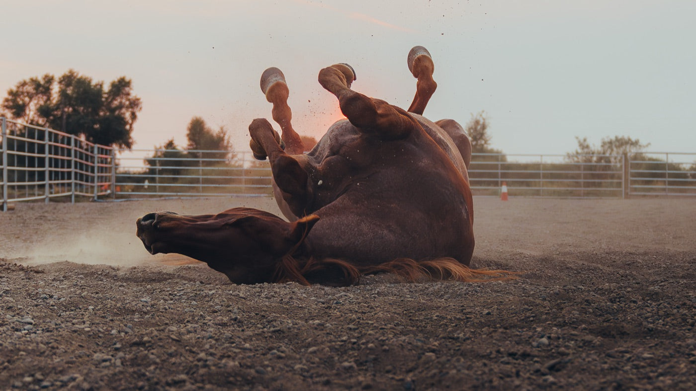 Horse close-up with golden sunset bokeh