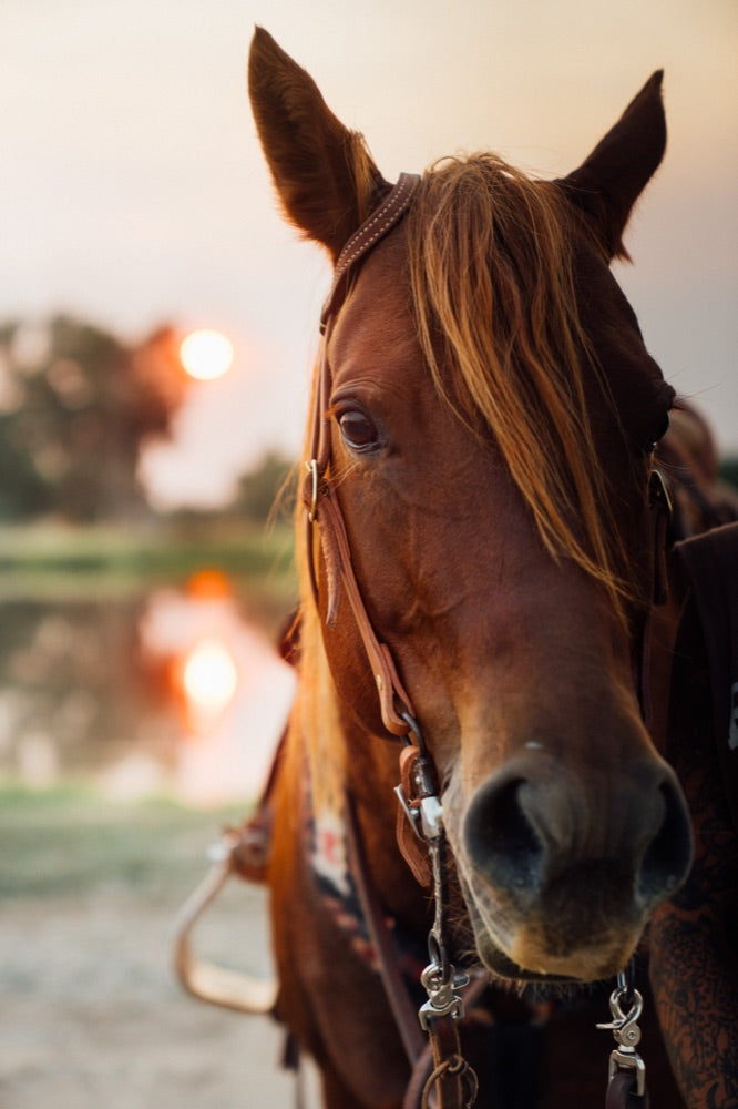 Rider galloping in dusty arena at orange sunset